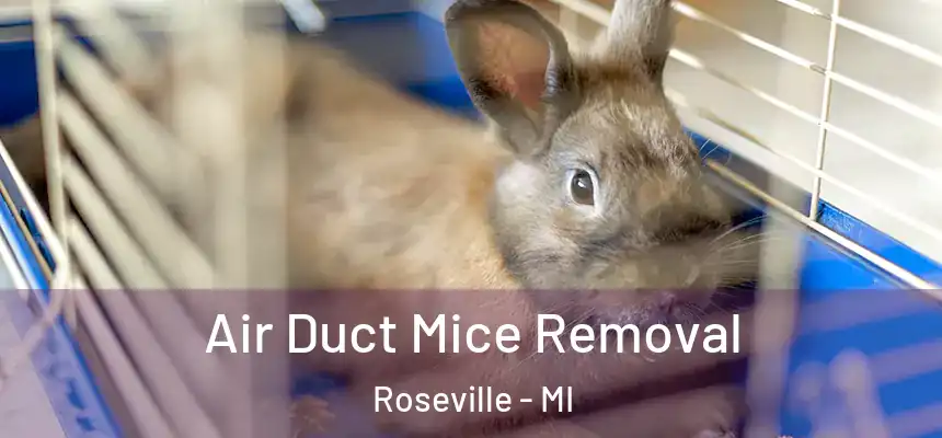  Air Duct Mice Removal Roseville - MI